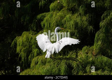 Un grande Eret bianco che usa è potenti ali per rallentare come raggiunge fuori per atterrare in alto nei rami di un albero di cedro. Foto Stock