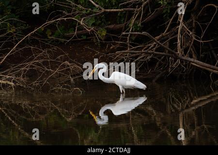 Un grande Egret bianco che pervade in acqua vicino ad una riva del lago coperta di rami e alberi con un piccolo pesce nel suo becco. Foto Stock