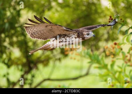 Un potente e grazioso Hawk dalla coda rossa che vola attraverso l'aria, passando davanti a un boschetto di alberi con le sue ali sparse su larga scala. Foto Stock