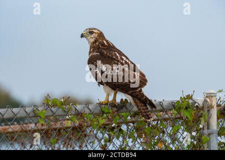 Vista Hawk dalla coda rossa da un po' dietro mentre si affaccia lateralmente dal suo perch su una recinzione di catena coperta da vite. Foto Stock