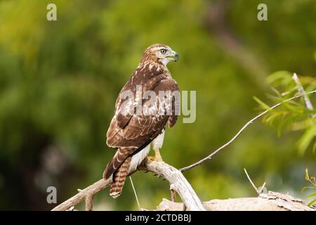 Vista posteriore di un falco dalla coda rossa appollaiato su un ramo di albero morto con la sua testa girata di lato mentre guarda per preda. Foto Stock