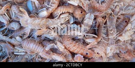 Gamberetti Mantis in vendita sul mercato italiano del pesce, Squilla mantis, pacchero, canocchia. Foto Stock