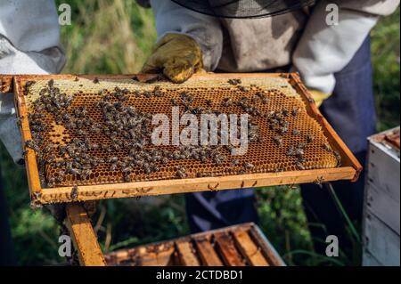 L'apicoltore si prende cura delle api, dei nidi d'ape pieni di miele, in un abito protettivo dell'apicoltore. Prodotto naturale puro dall'alveare delle api, giallo Foto Stock