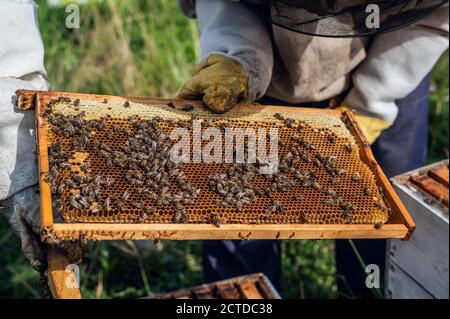 Apicoltori mettendo i vassoi a nido d'ape con le api di nuovo nell'alveare, apicoltori che si preparano a raccogliere il miele ad apiary. Foto Stock