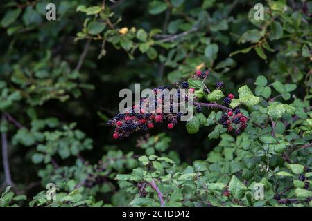 Progetto di riavvizzimento della tenuta di Knepp - scrub e siepi naturali, more Foto Stock