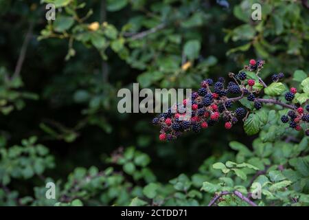 Progetto di riavvizzimento della tenuta di Knepp - scrub e siepi naturali, more Foto Stock