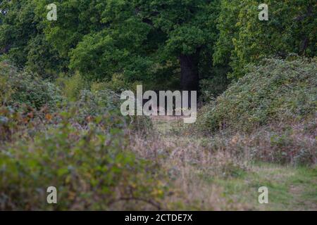 Progetto di riavvizzimento della tenuta di Knepp - cervo selvatico in roaming gratuito Foto Stock