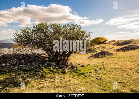 Acinipo, Spagna. Rovine dell'antica città romana di Acinipo, nei pressi di Ronda, Foto Stock