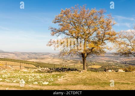 Acinipo, Spagna. Rovine dell'antica città romana di Acinipo, nei pressi di Ronda, Foto Stock