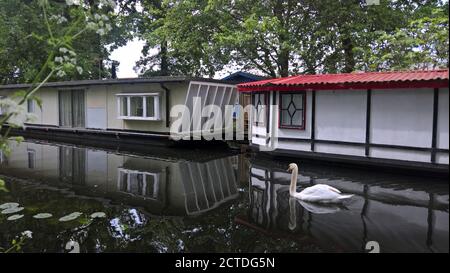 Un cigno scivola davanti a vecchie barche convertite in case lungo Il bel canale di Basingstoke in Surrey Foto Stock