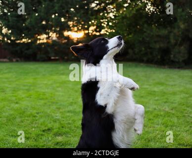 Primo piano di Border Collie Training Meerkat Trick con Paw Up in Giardino. Cane bianco e nero durante l'addestramento di obbedienza. Foto Stock