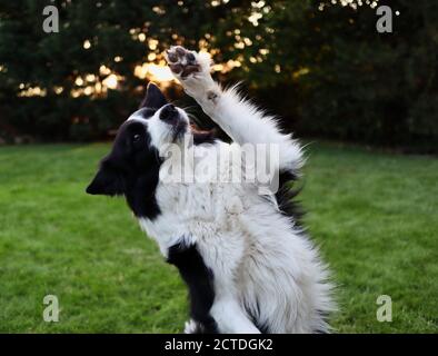 Primo piano di Border Collie con Paw Up nel Giardino. Carino cane bianco e nero durante l'addestramento di obbedienza. Foto Stock