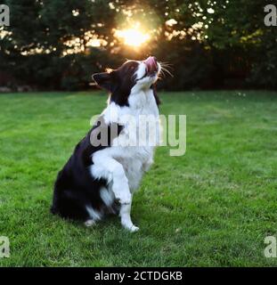 Collie bordo bianco e nero dà Paw nel giardino con la luce del sole. Il cane domestico allena l'obbedienza. Foto Stock