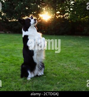 Adorabile Collie bordo bianco e nero fa Meerkat Trick nel giardino. Carino animali domestici treni obbedienza. Foto Stock