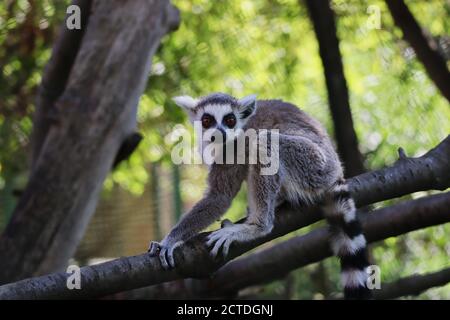 I giovani croches di lemuri sul ramo dell'albero nel parco dello zoo. Il lemur con coda ad anello (Lemur Catta) è un grande primate di strepsirrina con coda nera e bianca. Foto Stock