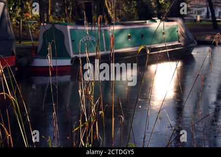 L'erba dorata si erge alta su uno sfondo ghiacciato del canale, lungo il bel canale di Basingstoke in Surrey Foto Stock