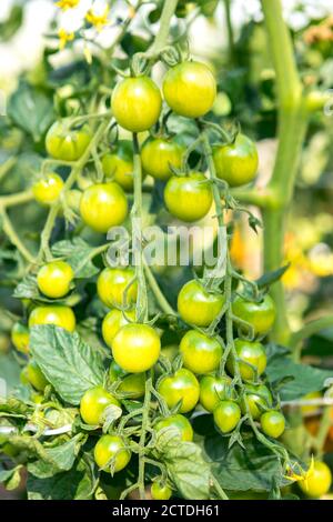 I pomodori ciliegini verdi pendono dai rami su un Sunny luminoso giorno Foto Stock