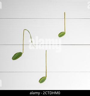 note musicali fatte con foglie poste su un legno bianco superficie Foto Stock