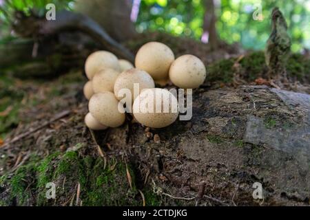 Apioperdon piriforme comunemente noto come palla di puffball a forma di pera Foto Stock