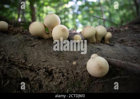 Apioperdon piriforme comunemente noto come palla di puffball a forma di pera Foto Stock