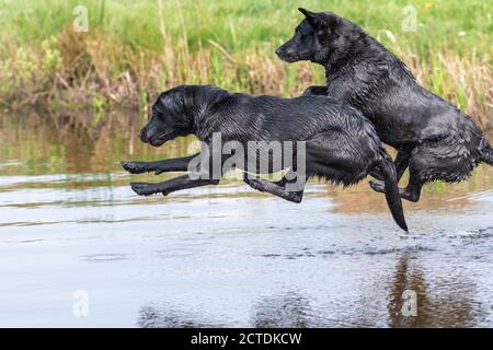 Due labrador neri che saltano insieme nell'acqua Foto Stock