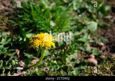Una ape che pollenisce un piccolo fiore giallo Foto Stock