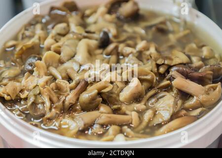 Funghi sottaceto in ciotola bianca. Fermentato cibo. Miele agarico Foto Stock