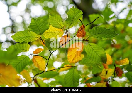 Foglie di faggio, le prime foglie diventano gialle, inizio autunno, foresta, nella foresta di Arnsberg, Sauerland, NRW, Germania Foto Stock