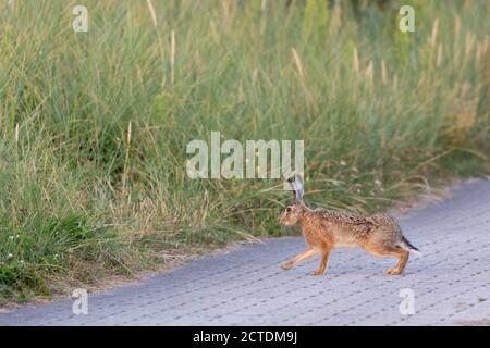 Lepre europea (Lepus europaeus) sull'isola della Frisia orientale Juist, Germania. Foto Stock