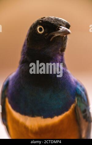 Superbo ritratto di Starling (Lamprotornis superbus), Tsavo, Kenya Foto Stock