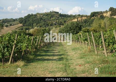 Vigneti su verdi prati vicino a Montepulciano, Toscana, Italia in un pomeriggio soleggiato nel mese di agosto, 2020 Foto Stock