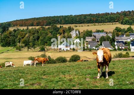 Pascolo del bestiame vicino al villaggio di Gevelinghausen, mucche da latte che pascolano su un prato, Paesaggio in Sauerland, Hochsauerlandkreis, NRW, Germania Foto Stock