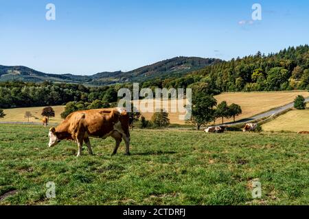 Pascolo del bestiame vicino al villaggio di Gevelinghausen, mucche da latte che pascolano su un prato, Paesaggio in Sauerland, Hochsauerlandkreis, NRW, Germania Foto Stock