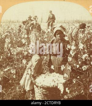 Abbiamo fatto tutti i dis's Mornin'. Ragazze con cesto di cotone nel campo., Keystone View Company, 1868 Foto Stock