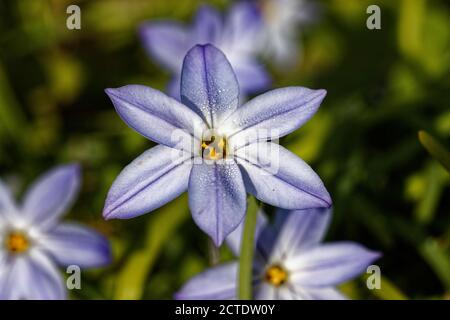 Ipheion uniflorum è una specie di pianta fiorente, legata alle cipolle, così è posta nella sottofamiglia degli allio (Allioideae) delle Amaryllidaceae. Foto Stock