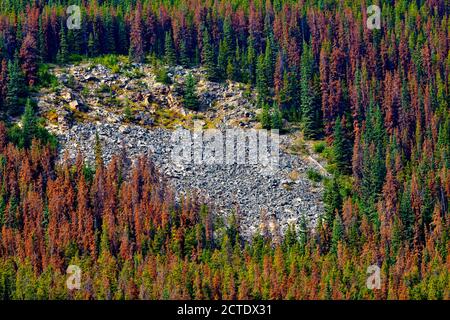 Alberi morti che sono stati uccisi da un'infestazione di scarabeo nel Jasper National Park Alberta Canada con uno scivolo di erosione sul terreno roccioso. Foto Stock