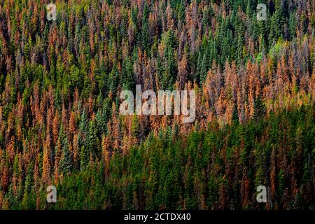 Alberi morti che sono stati uccisi da un'infestazione di scarabeo nel Jasper National Park Alberta Canada. Foto Stock