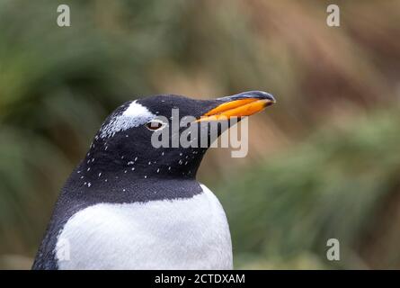 pinguino gentoo (Pigoscelis papua, Pigoscelis papua papua), ritratto, Australia, Tasmania, isola di Macquarie, baia di Buckles Foto Stock
