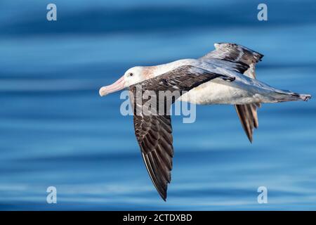 Albatross di Gibson (Diomedea gibbsoni), adulto che sorvola il mare, Nuova Zelanda, Kaikoura Foto Stock