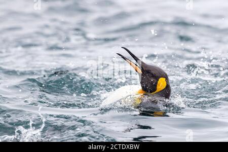 Re pinguino (Atenodytes patagonicus halli), nuotare al largo della costa, fare il bagno nel surf, Australia, Tasmania, isola di Macquarie Foto Stock