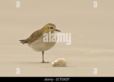 Pover d'oro europeo (Pluvialis albicaria), in piedi su una gamba sulla spiaggia, Germania, Schleswig-Holstein, Heligoland Foto Stock