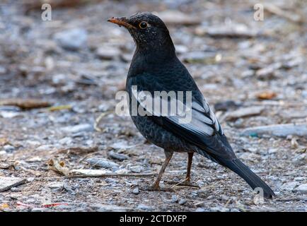 Uccello nero con ala grigia (Turdus boulboul), maschio in piedi a terra, India, Himalaya Foto Stock