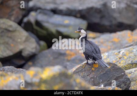 Piccolo cormorano pied, piccolo shag, Kawaupaka (Phalacrocorax melanoleucos, Microcarbo melanoleucos), Adulto arroccato su una roccia lungo la riva, New Foto Stock