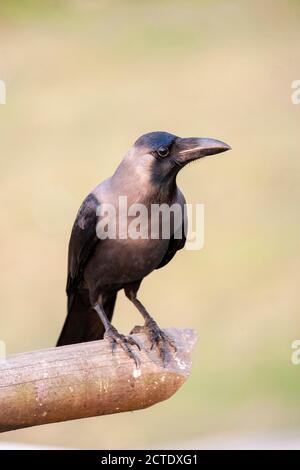 Casa corvo (Corvus splendens, Corvus splendens splendens), arroccato su un ramo, India Foto Stock