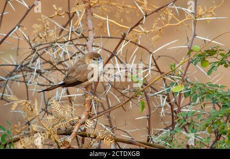 Becco d'argento indiano, monia dalla gola bianca (Euodice malabarica, Lonchura malabrica), uccello adulto arroccato nella bassa macchia d'acacia, India Foto Stock