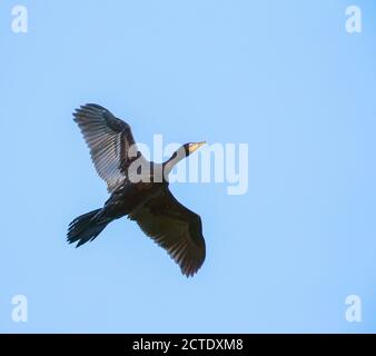 Piccolo cormorano pied, piccolo shag, Kawaupaka (Phalacrocorax melanoleucos, Microcarbo melanoleucos), volo morfo scuro, Nuova Zelanda, Isola del Nord, Foto Stock