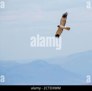 Madagascar Marsh-Harrier, Madagascar Harrier, Malgascio Harrier (Circus macroscele), uomo adulto in volo sul paesaggio rurale, Madagascar Foto Stock