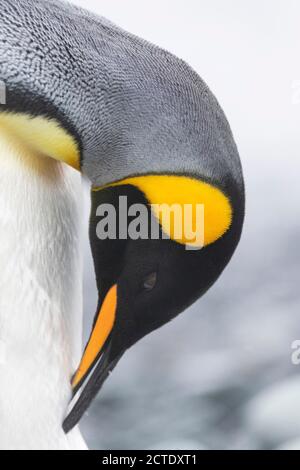 Re pinguino (Atenodytes patagonicus halli), re pinguino predente adulto, Australia, Tasmania, isola di Macquarie Foto Stock