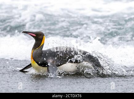 Re pinguino (Atenodytes patagonicus halli), emerse dal mare attraverso il surf pesante, Australia, Tasmania, isola di Macquarie Foto Stock