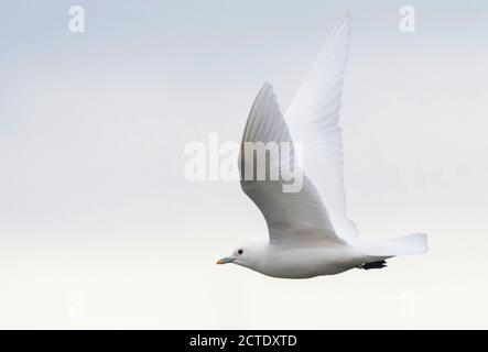 Gabbiano d'avorio (Pagophila eburnea), adulto in volo, Norvegia, Svalbard Foto Stock